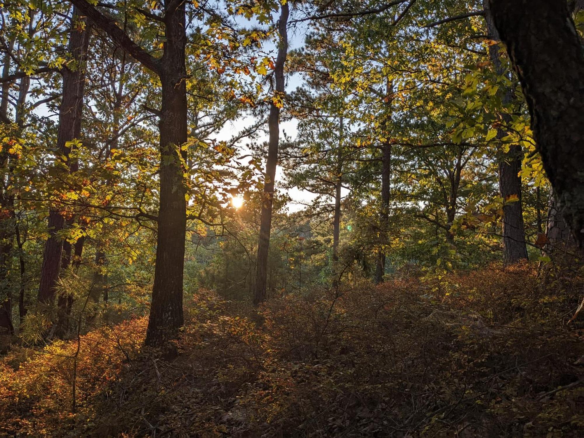 Loblolly Pines Adventure Cabin 3 - King Eureka Springs Ngoại thất bức ảnh